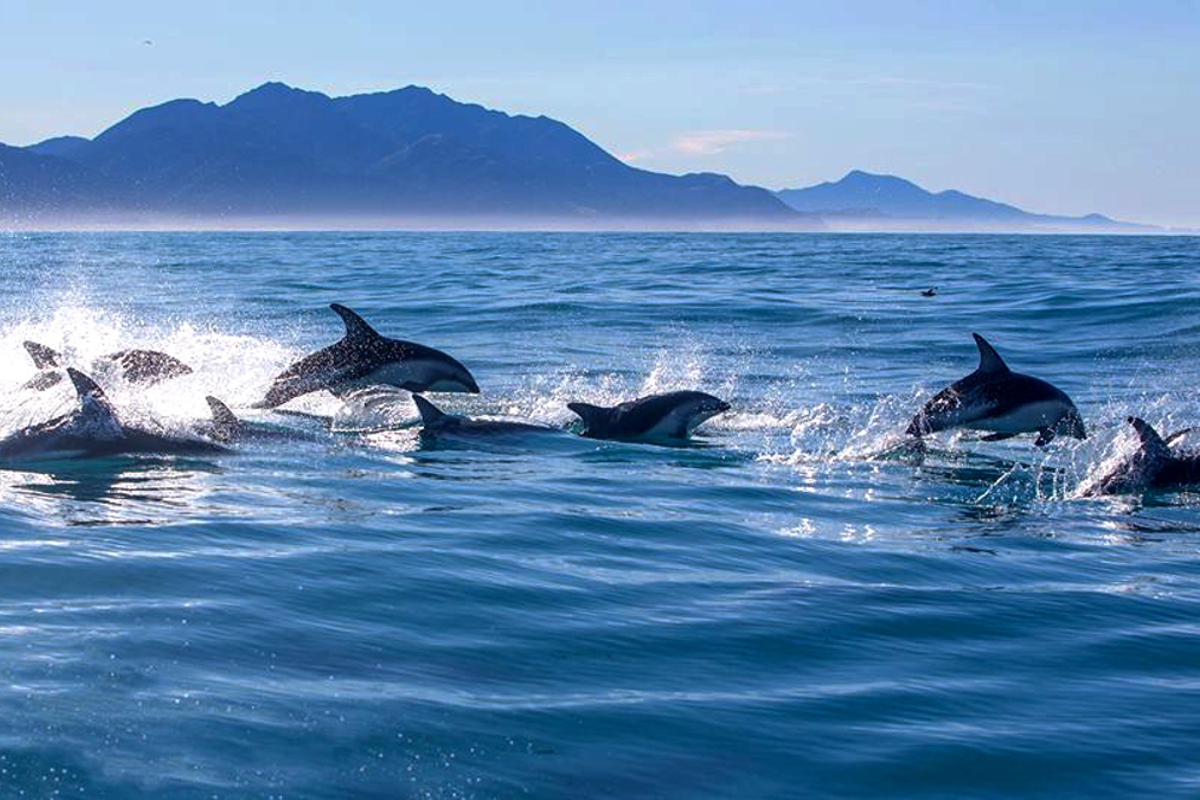 Dolphin encounter gives you two different ways to enjoy our famous dusky dolphin pods, either from the comfort of the boat or right up close and in-person in the water