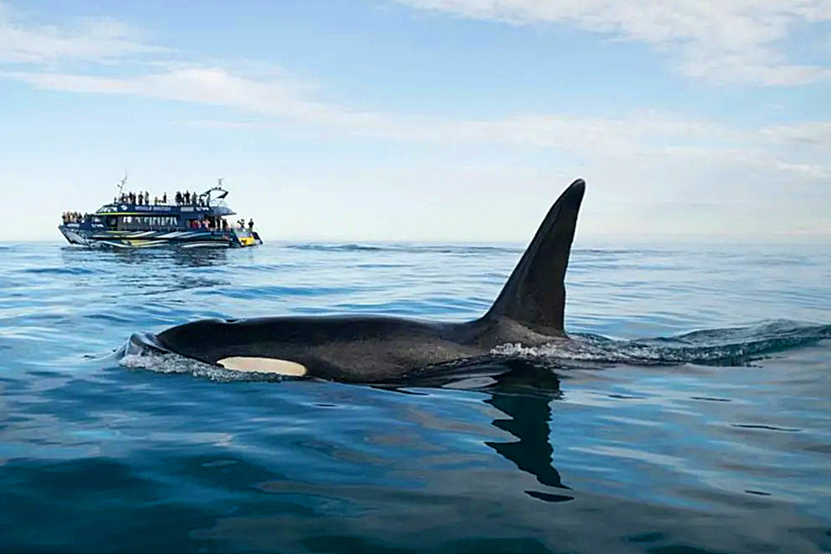 Whale watching tours are Kaikoura’s most popular attraction. The boats approach to within about 100m of the whales so you are guaranteed a breath-taking spectacle. Whales are seen 95% of the time.